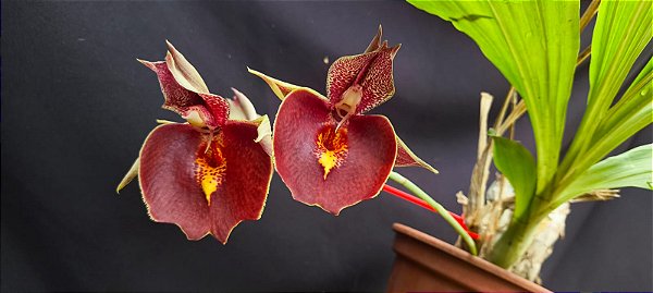 Catasetum Jhon Burchet x Joao Stivali  -  Adulta