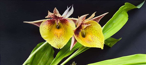Catasetum Joao Stivali  amarelo pintalgado -  Adulta