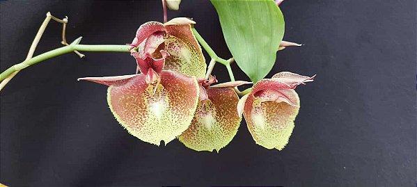 Catasetum Joao Stivali rosa Pintalgada