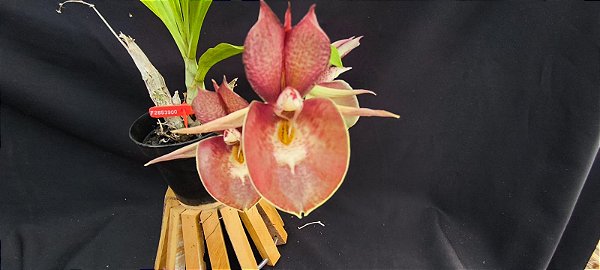 Catasetum Joao Stivali Rosada-  adulto