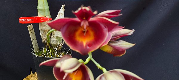 Catasetum Joao Stivali red x miolo amarelo -  adulto