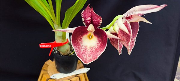 Catasetum Ouro verde x Pileatum x Joao Stivali  -  adulto