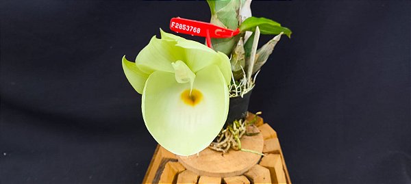 Catasetum Pileatum albino - miolo amarelo  -  adulto-2