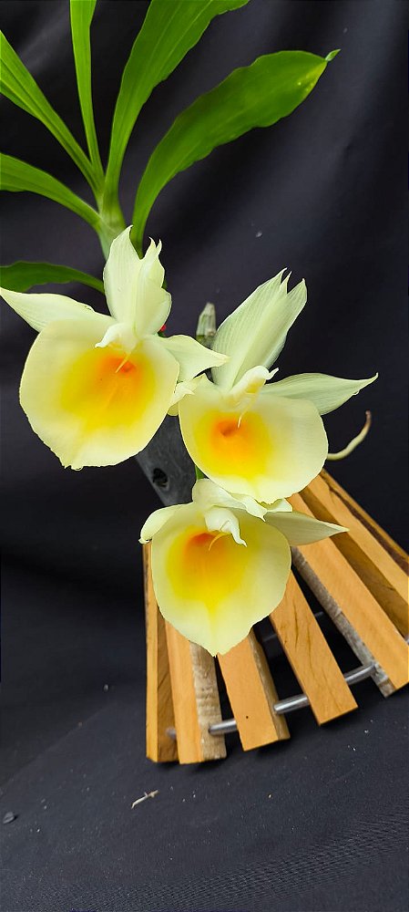 Catasetum Pileatum Aurantiacum -Raro -  adulto-3