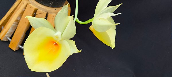 Catasetum Pileatum Aurantiacum -Raro -  adulto-4