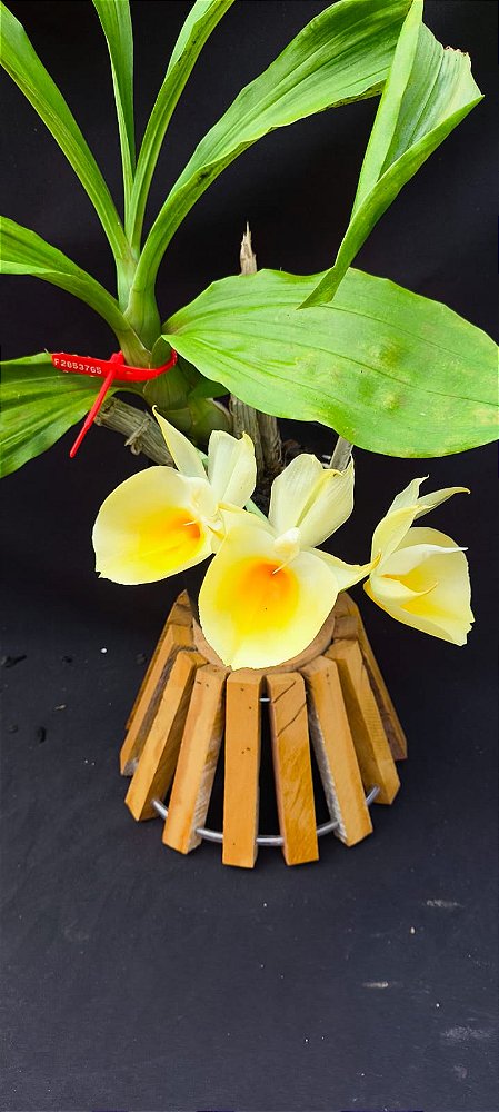 Catasetum Pileatum Aurantiacum -Raro -  adulto-6