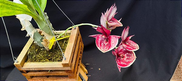 Catasetum Pileatum x Pileatum imperialis - no cachepo - adulto