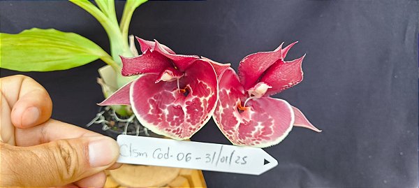 Catasetum Pileatum x Pileatum imperialis - adulto - 3