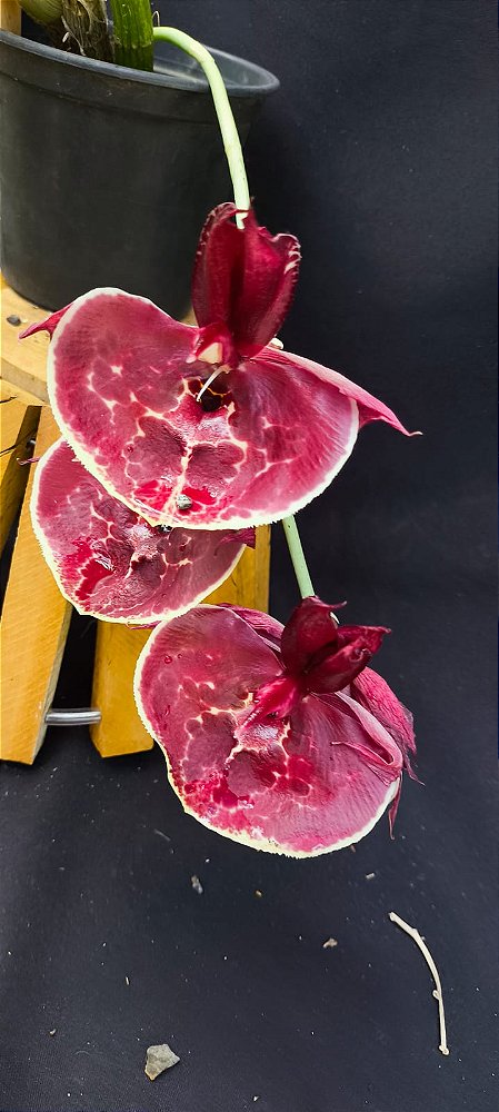 Catasetum Pileatum x Pileatum imperialis - adulto - 4