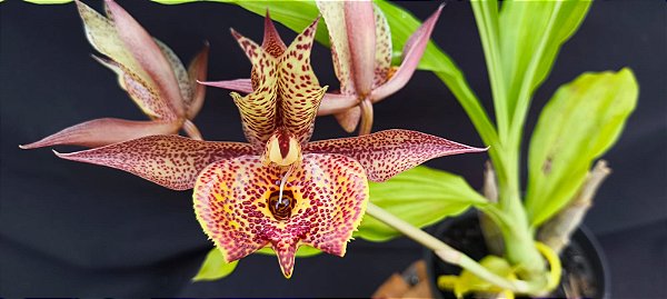 Catasetum Saccatum x Pileatum x Susan Fuchs - adulto