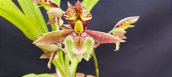 Catasetum Sucubus - adulto -4