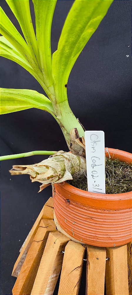 Catasetum Susan Fuchs - adulto -