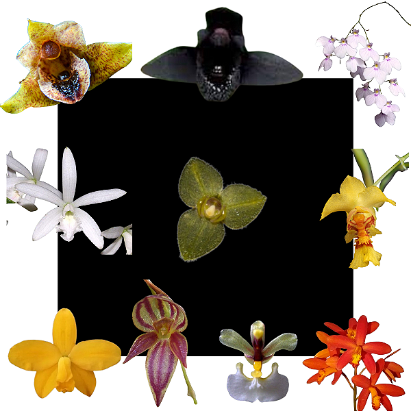 Kit de 10 Mini Orquídeas - Codígo 1010