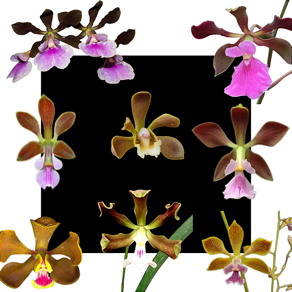 Kit de 08 Orquídeas Encyclias - Codígo 1011