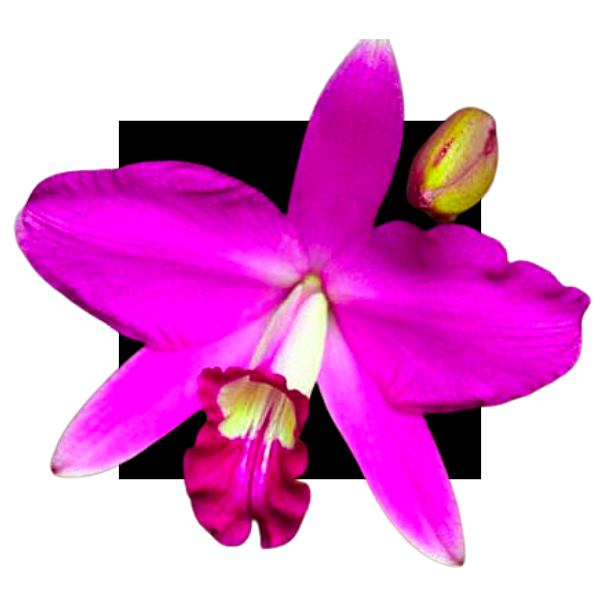 Orquidea Laelia Sincorana Rubra