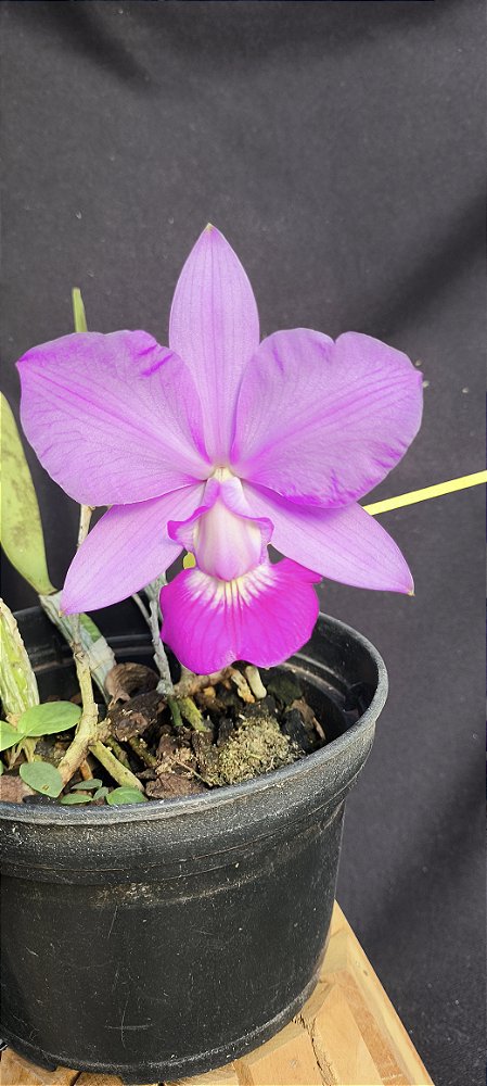 Cattleya Walkeriana Cambara - NT- Adulta cod 2558015