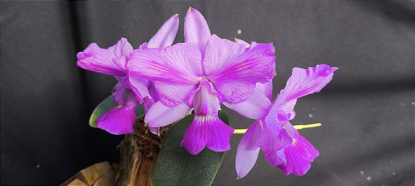 Cattleya Walkeriana Trilabelo Legacy - Adulta cod 2558014