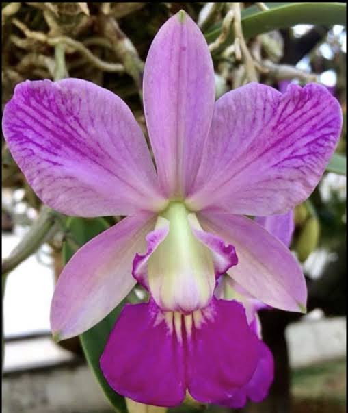 Cattleya Walkeriana  Flamea Dona Terezinha - corte