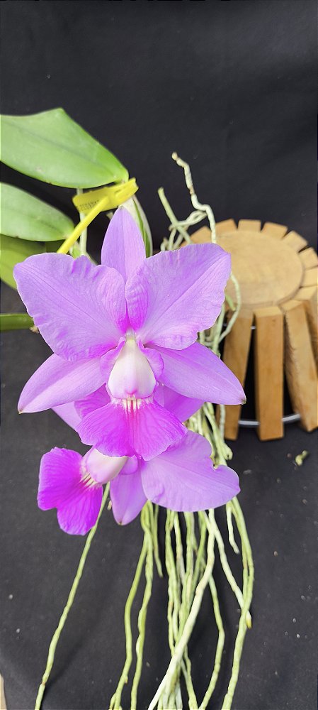 Cattleya Walkeriana  Estrela da colina x feitiço de Goiás - Adultas na bolacha de madeira