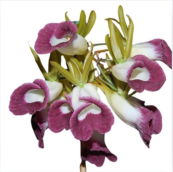 Galeandra Santalensis x Sunekei- muda