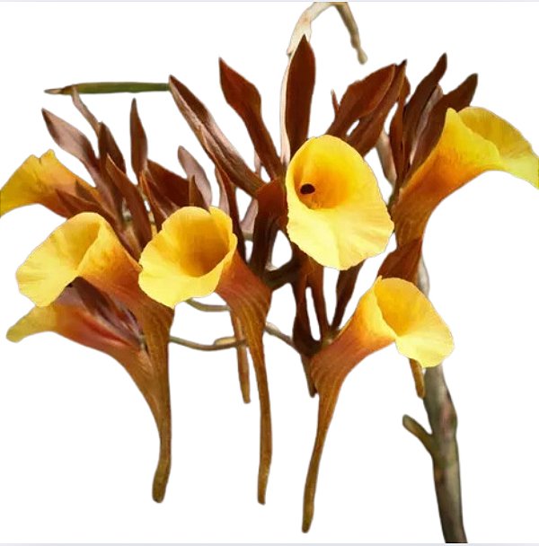 Galeandra Schimidtti - muda