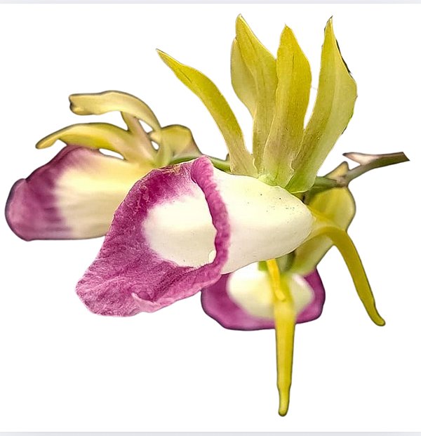 Galeandra Santarena - muda