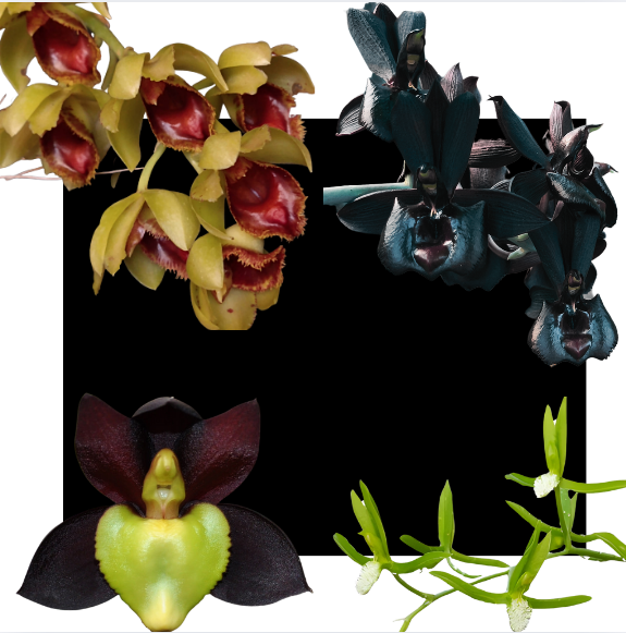 Kit De 4 Catasetum Premium - Cod 02 - Raro - Muda
