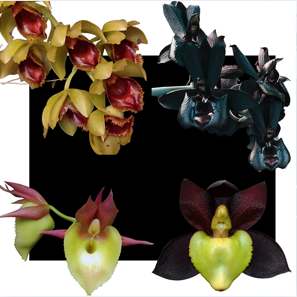 Kit De 4 Catasetum Premium - Cod 01 - Raro - Muda