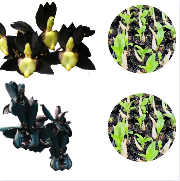 Kit De 2 Catasetum Premium Raro - Muda