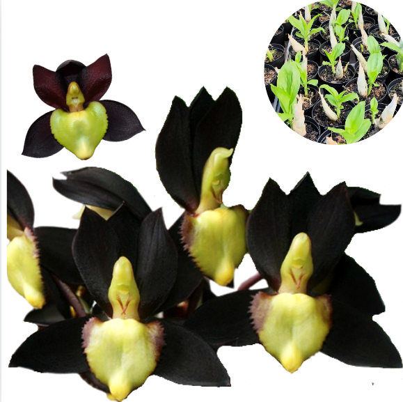 Orquidea Catasetum Tenebrosum - Muda