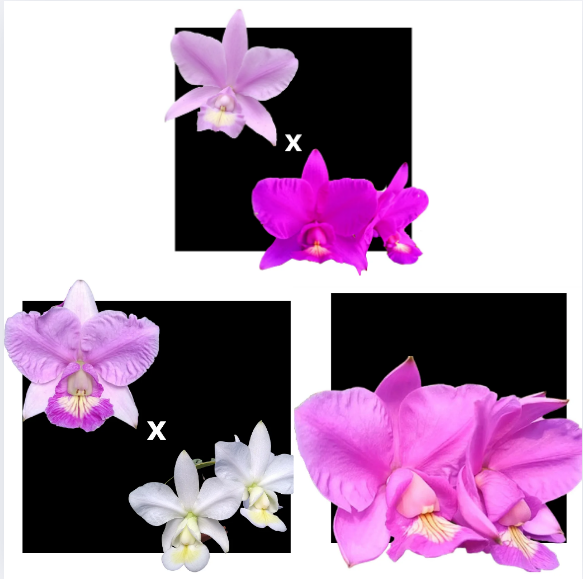 KIT 3 ORQUIDEAS CATTLEYA NOBILIOR MUDAS - COD 10103