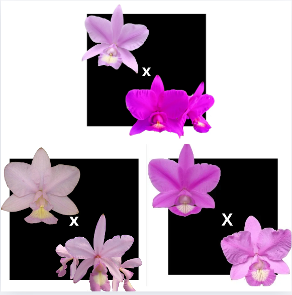 KIT 3 ORQUIDEAS CATTLEYA NOBILIOR MUDAS - COD 10104