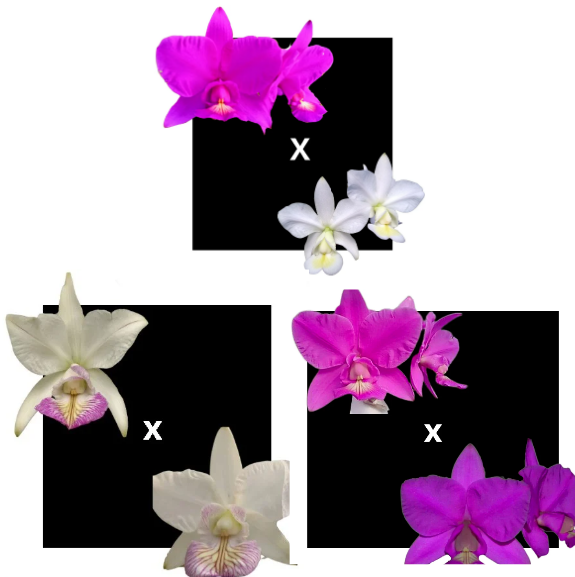 KIT 3 ORQUIDEAS CATTLEYA NOBILIOR MUDAS - COD 10105
