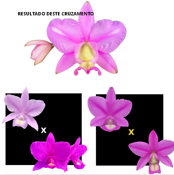 KIT 3 ORQUIDEAS CATTLEYA NOBILIOR MUDAS - COD 10107