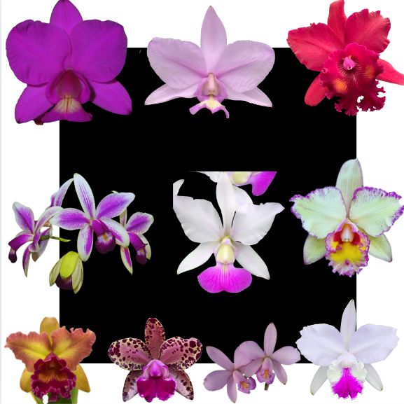 Kit 10 Orquídeas Cattleya Variadas – Cód 4052