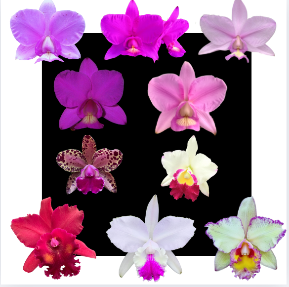 Kit 10 Orquídeas Cattleya Variadas – Cód 4054