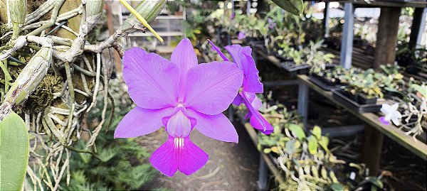 Cattleya Walkeriana  Estrela da colina x feitiço de Goiás - Adultas na bolacha de madeira-2