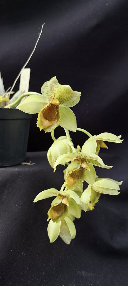 Clowsetum DF Dogmus - Adulta