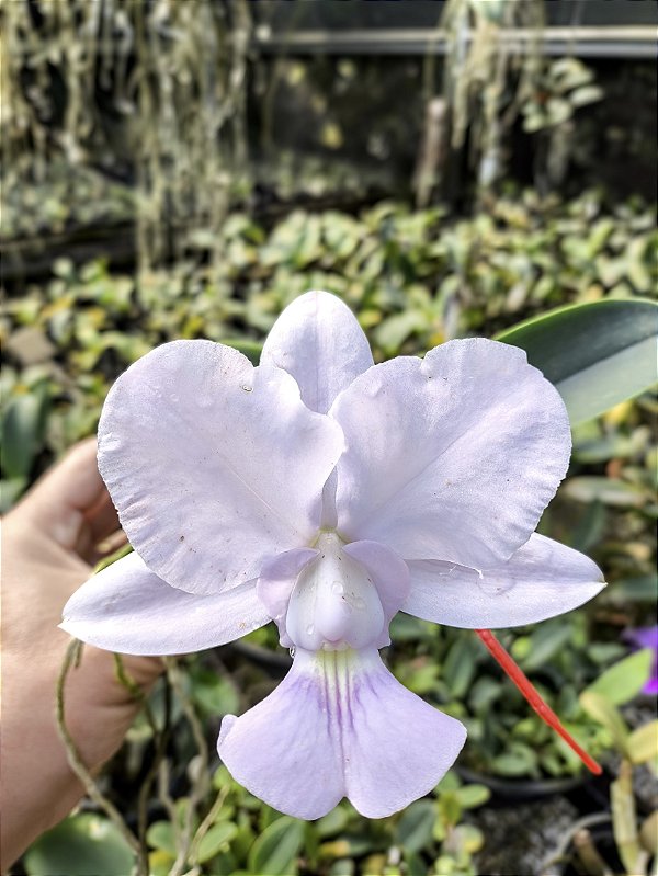 Cattleya Walkeriana Coerulea Sensacion x Blue Diamont-2