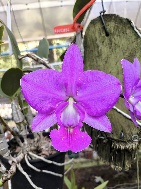 Cattleya Walkeriana Feiticeira espetacular - Adulto