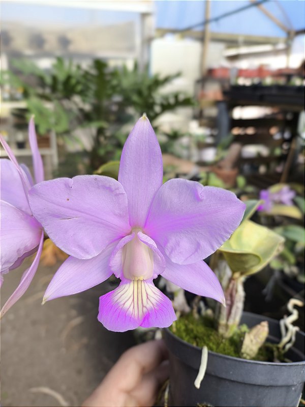 Cattleya Nobilior Suave Clarice- Adulto