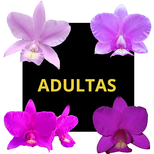 Kit de 4 Cattleya Nobilior - ADULTAS