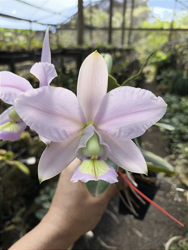 Cattleya Nobilior Coerulea Rose - Adulto