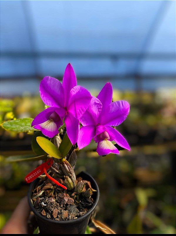 Cattleya Nobilior Flamea Divina - Adulta