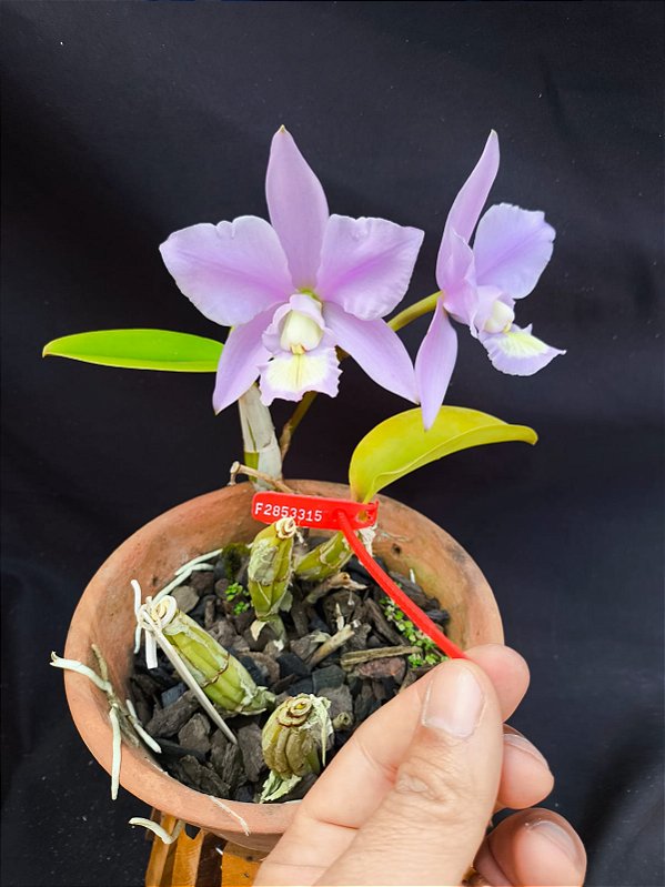 Cattleya Nobilior DF Coerulense - NT - Adulta