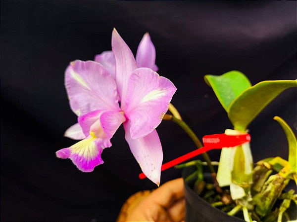 Cattleya Nobilior Labeloide Olhos de Gato - Adulta