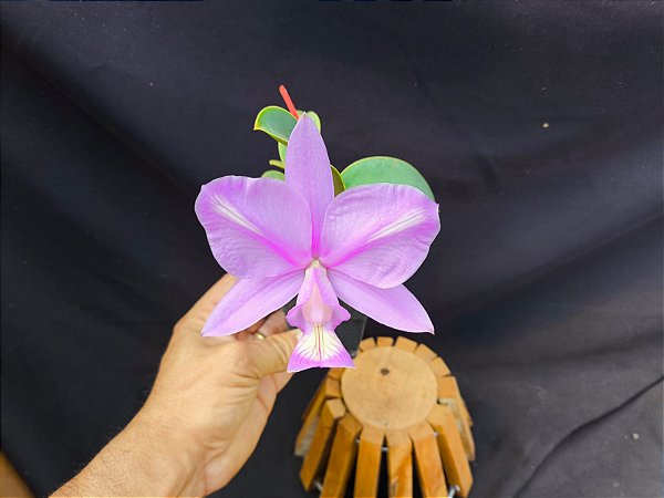 Cattleya Nobilior Labeloide Charmosa - Adulta