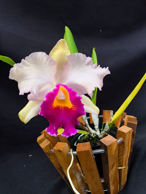 Cattleya Final Touche x Mikke Nagata - Adulta-2