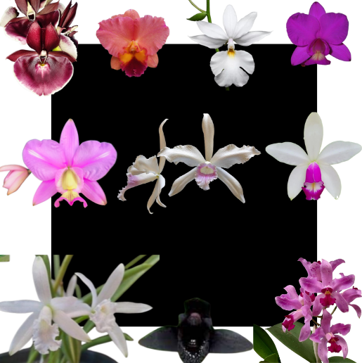 Kit de 10 Orquideas Selecionadas - Cod 10119