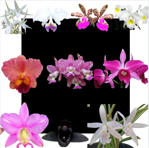 Kit de 10 Orquideas Selecionadas - Cod 10122